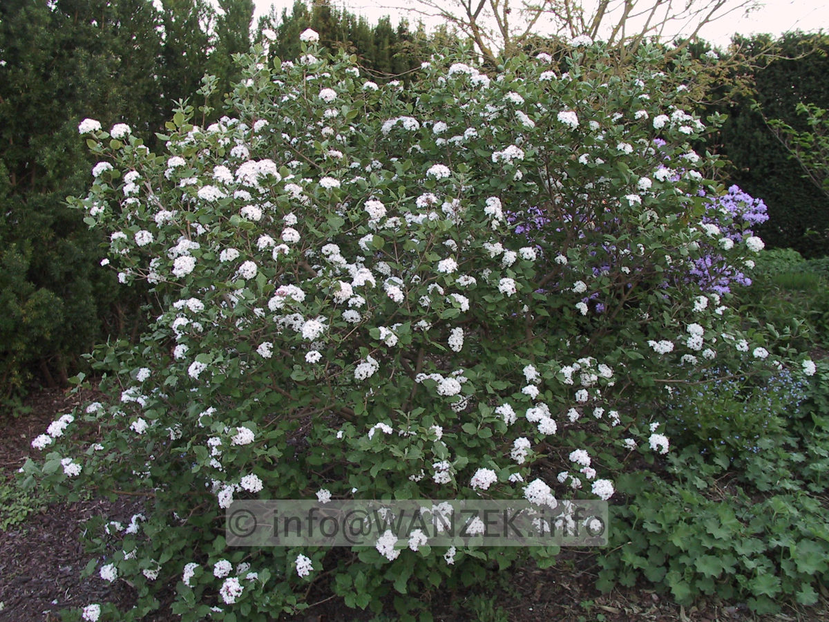 Viburnum carlesii 01.JPG